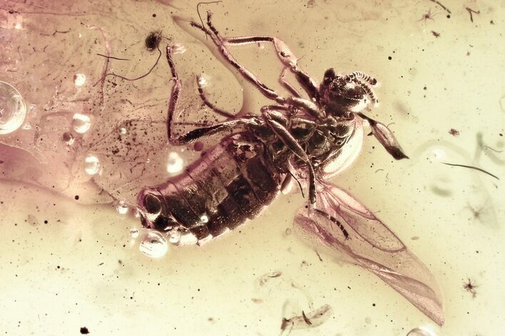 Fossil Dung Midge (Scatopsidae) in Baltic Amber #346654